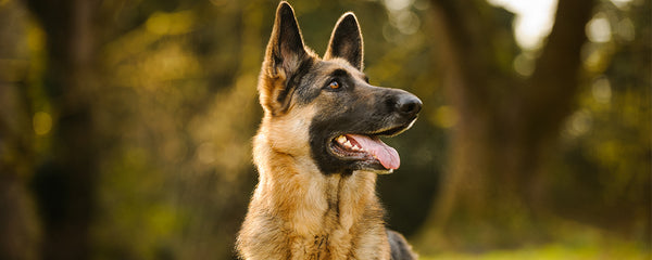 Things To Know About The German Shepherd