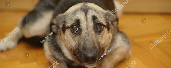 Health Care Tips for your German Shepherd