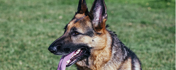 Training Mistakes to Avoid With a German Shepherd