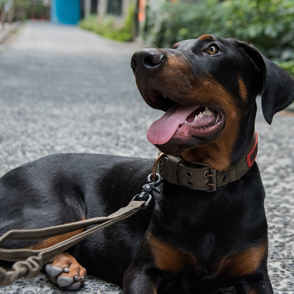Tactical Nylon Dog Collar